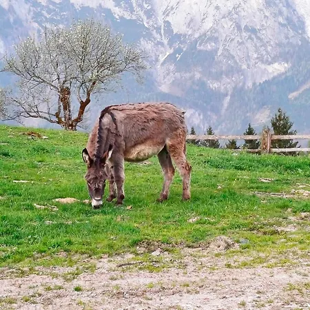 Mountain Riesgut